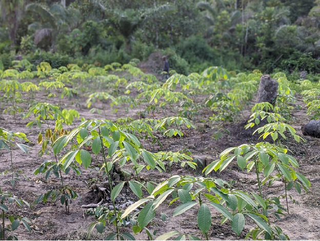 A budwood nursery in Gbalorkpala, Bong County. 