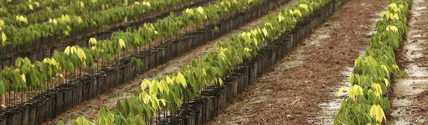  Firestone Natural Rubber provided 5.6 million free natural rubber stumps