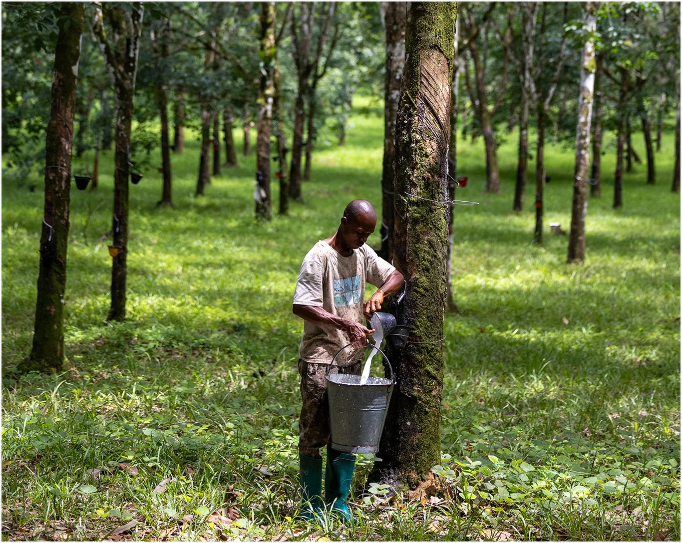 teammate collecting rubber from rubber tree