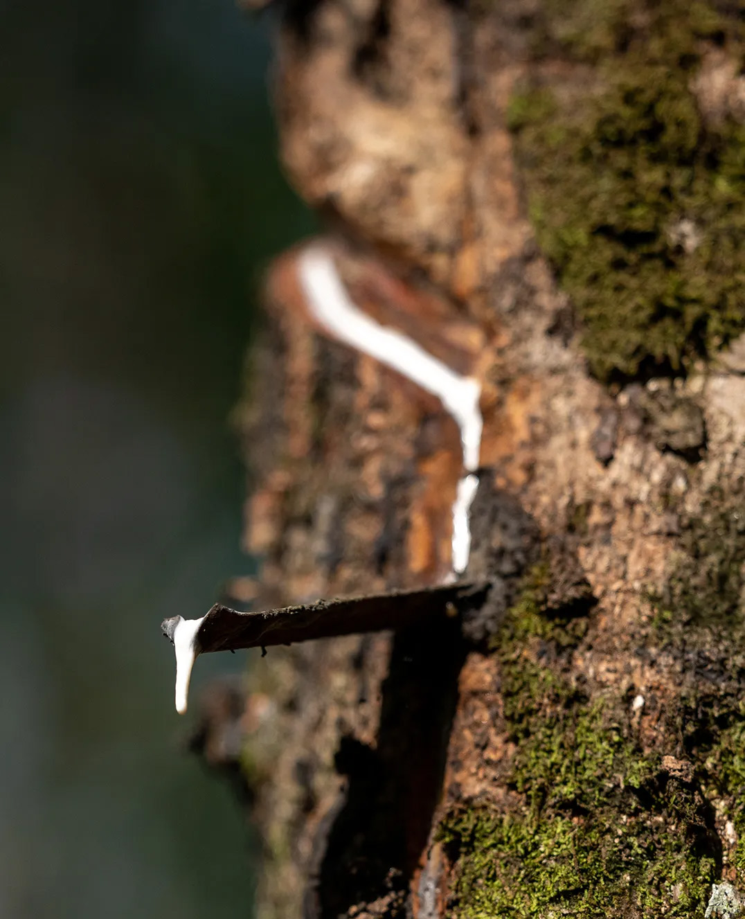 rubber from a tree