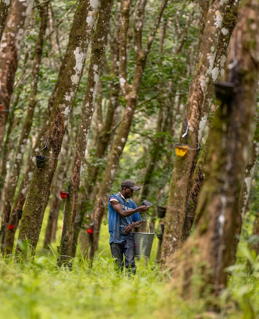 teammate collecting rubber from tree