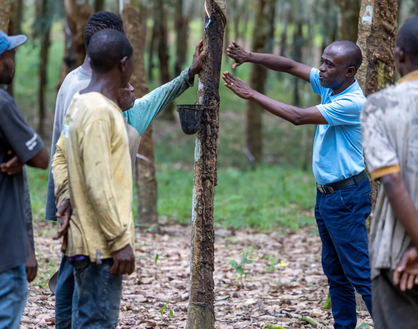 teammates working on rubber tree